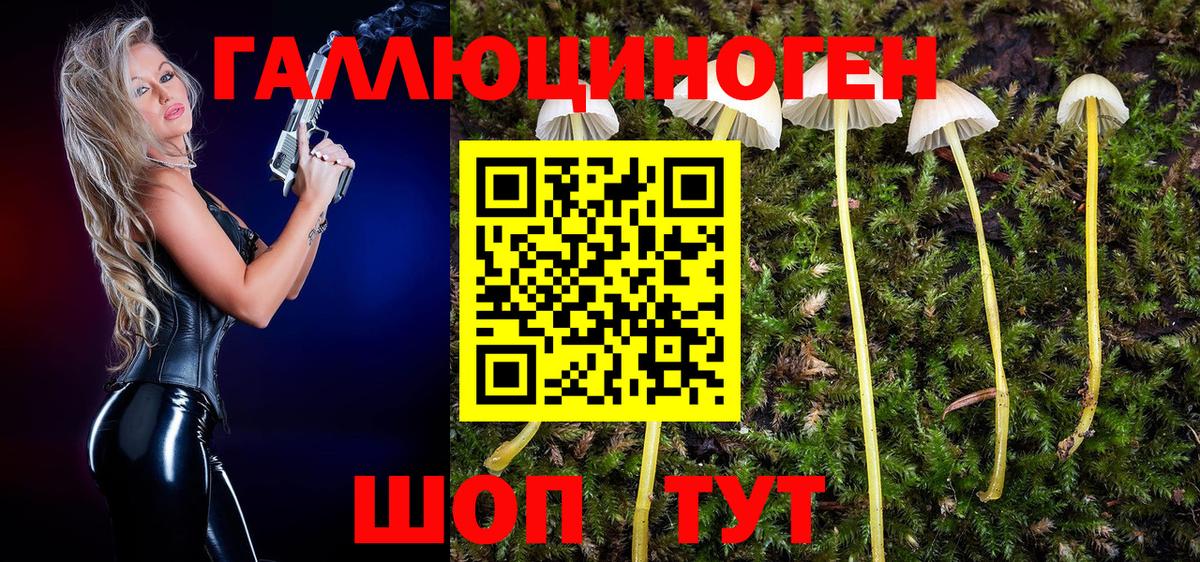 Псилоцибиновые грибы GOLDEN TEACHER Аша